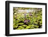 Water Lilies on Display-Seaham-Framed Photographic Print