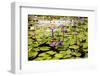 Water Lilies on Display-Seaham-Framed Photographic Print