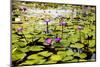 Water Lilies on Display-Seaham-Mounted Photographic Print