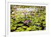 Water Lilies on Display-Seaham-Framed Photographic Print