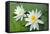 Water-Lilies over Green Leaves on the Pond.-Volff-Framed Stretched Canvas