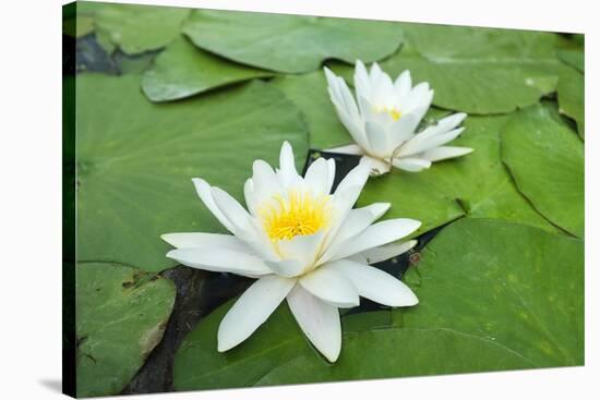 Water-Lilies over Green Leaves on the Pond.-Volff-Stretched Canvas