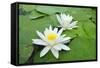 Water-Lilies over Green Leaves on the Pond.-Volff-Framed Stretched Canvas