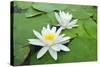 Water-Lilies over Green Leaves on the Pond.-Volff-Stretched Canvas