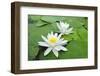 Water-Lilies over Green Leaves on the Pond.-Volff-Framed Photographic Print