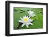 Water-Lilies over Green Leaves on the Pond.-Volff-Framed Photographic Print