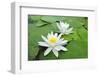 Water-Lilies over Green Leaves on the Pond.-Volff-Framed Photographic Print