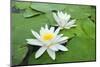 Water-Lilies over Green Leaves on the Pond.-Volff-Mounted Photographic Print