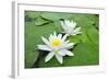 Water-Lilies over Green Leaves on the Pond.-Volff-Framed Photographic Print