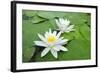 Water-Lilies over Green Leaves on the Pond.-Volff-Framed Photographic Print