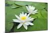 Water-Lilies over Green Leaves on the Pond.-Volff-Mounted Photographic Print