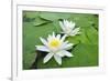 Water-Lilies over Green Leaves on the Pond.-Volff-Framed Photographic Print