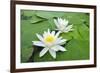 Water-Lilies over Green Leaves on the Pond.-Volff-Framed Photographic Print