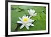 Water-Lilies over Green Leaves on the Pond.-Volff-Framed Photographic Print