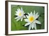 Water-Lilies over Green Leaves on the Pond.-Volff-Framed Photographic Print