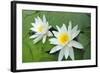 Water-Lilies over Green Leaves on the Pond.-Volff-Framed Photographic Print