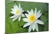 Water-Lilies over Green Leaves on the Pond.-Volff-Mounted Photographic Print