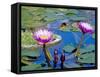 Water Lilies with Blooms, Caribbean-Greg Johnston-Framed Stretched Canvas