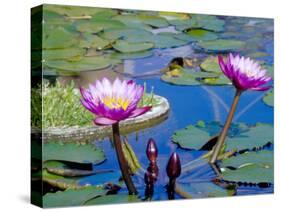 Water Lilies with Blooms, Caribbean-Greg Johnston-Stretched Canvas