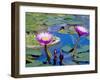 Water Lilies with Blooms, Caribbean-Greg Johnston-Framed Photographic Print