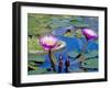 Water Lilies with Blooms, Caribbean-Greg Johnston-Framed Photographic Print