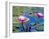 Water Lilies with Blooms, Caribbean-Greg Johnston-Framed Photographic Print