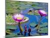 Water Lilies with Blooms, Caribbean-Greg Johnston-Mounted Photographic Print