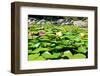 Water Lilies with Green Leaves in a Pond-Viejo-Framed Photographic Print