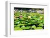 Water Lilies with Green Leaves in a Pond-Viejo-Framed Photographic Print