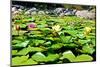 Water Lilies with Green Leaves in a Pond-Viejo-Mounted Photographic Print