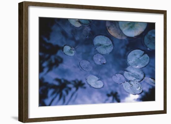 Water Lilies with Reflected Palms-Walter Bibikow-Framed Photographic Print