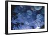 Water Lilies with Reflected Palms-Walter Bibikow-Framed Photographic Print