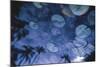 Water Lilies with Reflected Palms-Walter Bibikow-Mounted Photographic Print