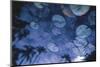 Water Lilies with Reflected Palms-Walter Bibikow-Mounted Photographic Print