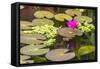 Water-Lilies-Michael Nolan-Framed Stretched Canvas