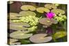 Water-Lilies-Michael Nolan-Stretched Canvas