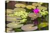 Water-Lilies-Michael Nolan-Stretched Canvas