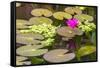 Water-Lilies-Michael Nolan-Framed Stretched Canvas