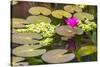 Water-Lilies-Michael Nolan-Stretched Canvas