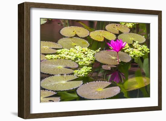 Water-Lilies-Michael Nolan-Framed Photographic Print