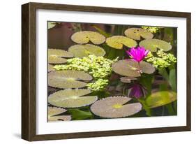 Water-Lilies-Michael Nolan-Framed Photographic Print