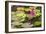 Water-Lilies-Michael Nolan-Framed Photographic Print