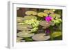 Water-Lilies-Michael Nolan-Framed Photographic Print