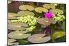 Water-Lilies-Michael Nolan-Mounted Photographic Print