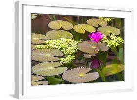 Water-Lilies-Michael Nolan-Framed Photographic Print