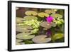 Water-Lilies-Michael Nolan-Framed Photographic Print