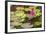 Water-Lilies-Michael Nolan-Framed Photographic Print