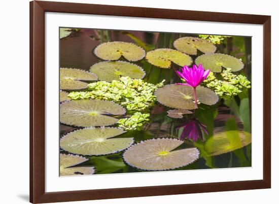 Water-Lilies-Michael Nolan-Framed Photographic Print