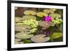 Water-Lilies-Michael Nolan-Framed Photographic Print