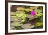 Water-Lilies-Michael Nolan-Framed Photographic Print